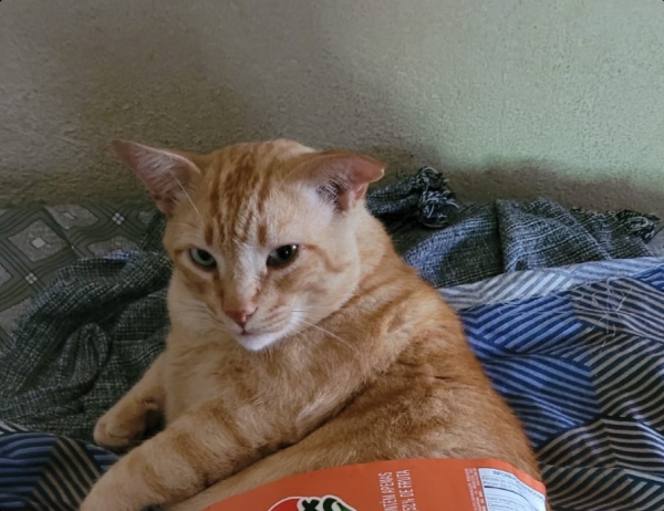 cat