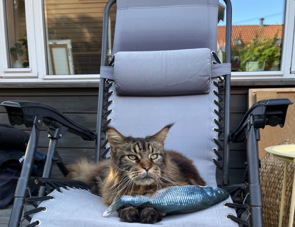 cat