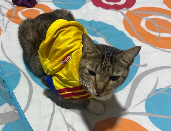 cat