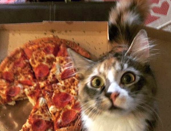 cat